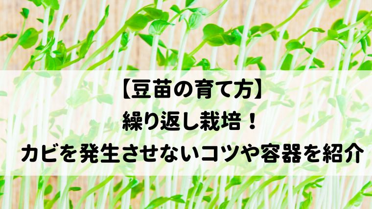 豆苗の育て方】繰り返し栽培！カビを発生させないコツや容器を紹介｜ハピネスみっけ